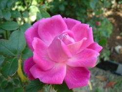 250px-Rosa_chinensis_petals